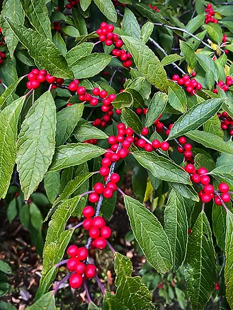 Winter Red Winterberry Holly