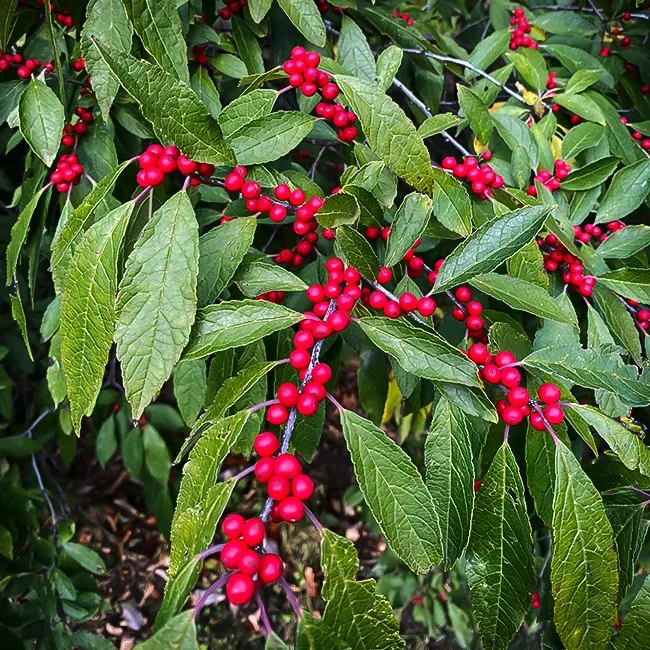 Winter Berry Stems -  Canada