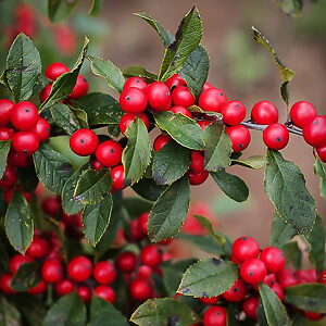 Winter Red Winterberry Holly For Sale Online | The Tree Center