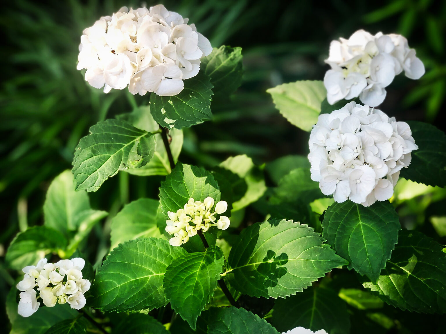 Zebra Hydrangea For Sale Online The Tree Center