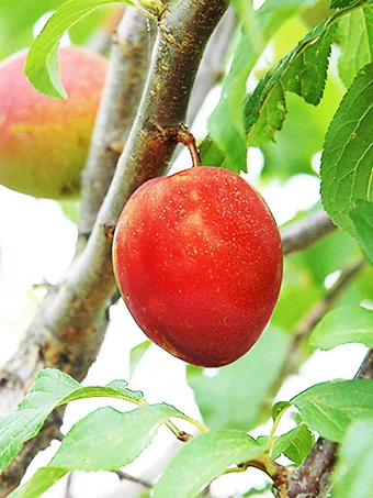 Alderman Plum Tree