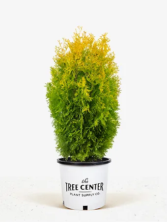 Amber Gold Arborvitae