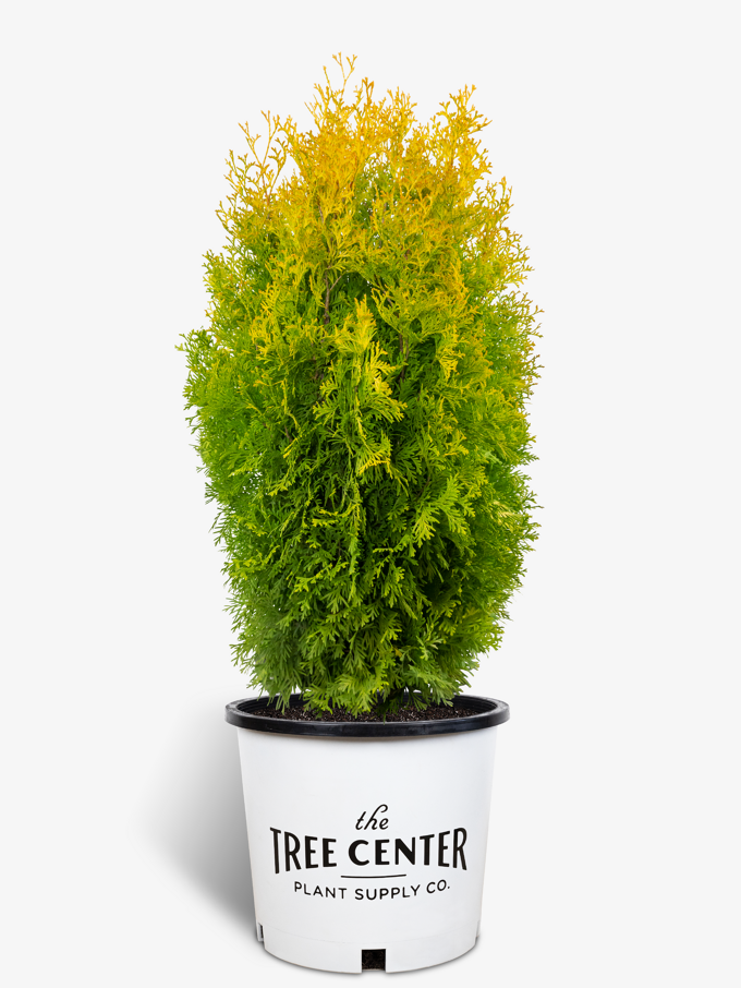 Arborvitae Trees for Sale Buy Arborvitaes Online The Tree Center