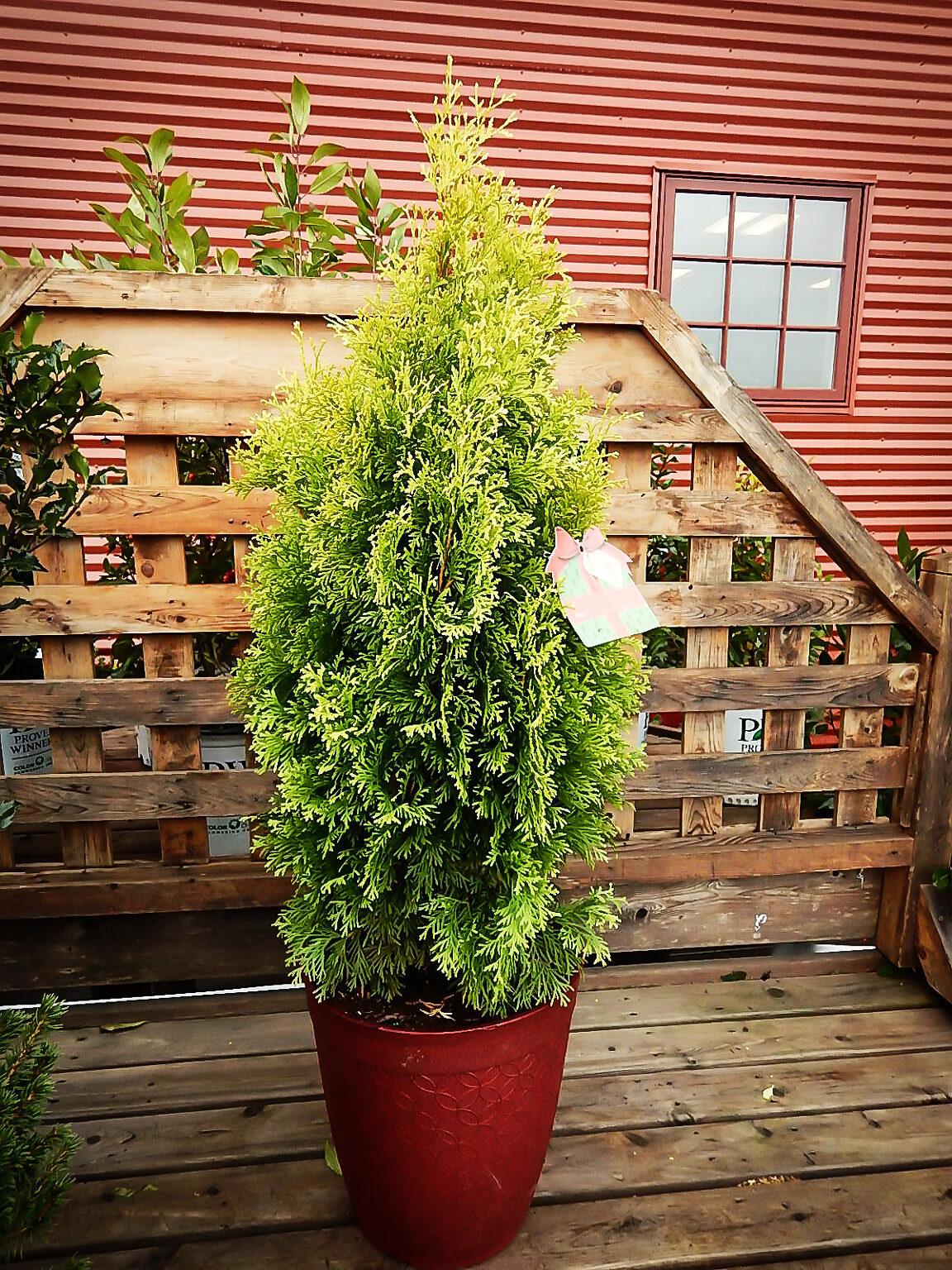 Arborvitae For Sale Salem Oregon