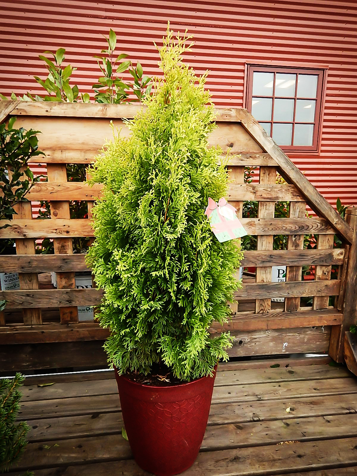 Amber Gold Arborvitae For Sale Online The Tree Center