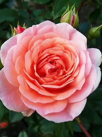 Apricot Drift® Rose