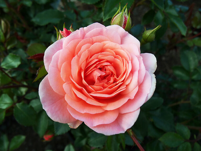 Apricot Drift® Roses For Sale Online The Tree Center