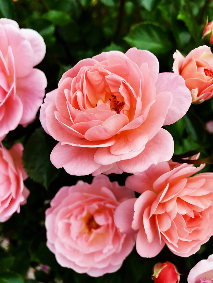 Apricot Drift® Roses For Sale Online The Tree Center
