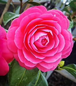 April Kiss Camellias For Sale Online | The Tree Center