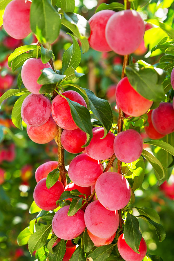 Au Rosa Plum Tree For Sale Online | The Tree Center
