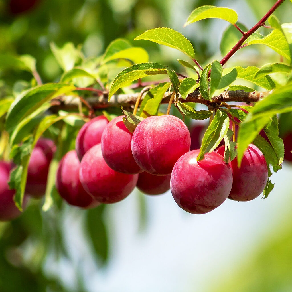 Au Rosa Plum Tree For Sale Online | The Tree Center