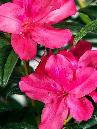 Autumn Jewel Encore® Azalea