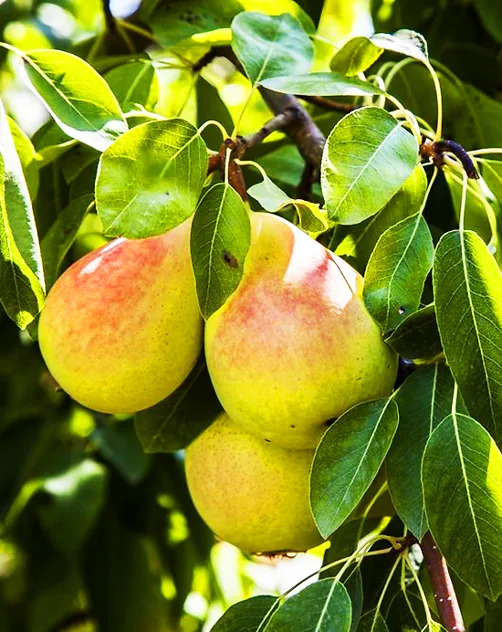 Ayers Pear Tree For Sale Online | The Tree Center