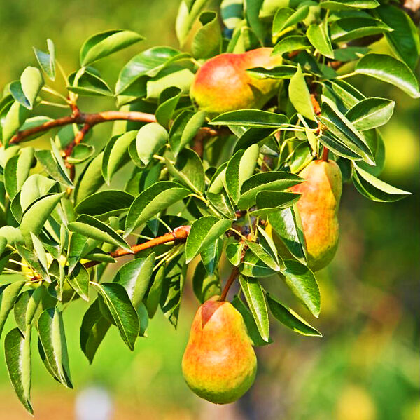 Red Bartlett Pear Tree - One Green World