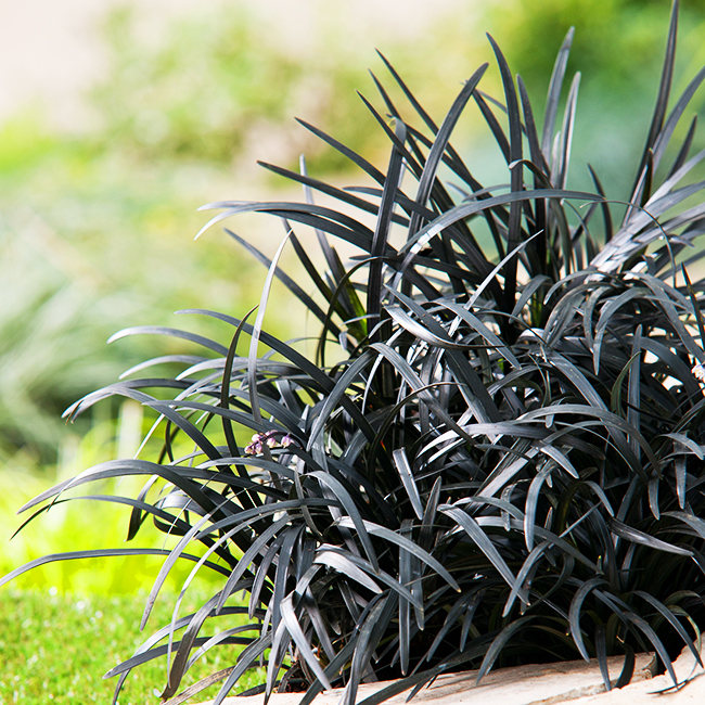 Black Mondo Grass For Sale Online The Tree Center black-mondo-grass-for-sale-online-the-tree-center