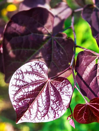 Black Pearl Redbud Tree