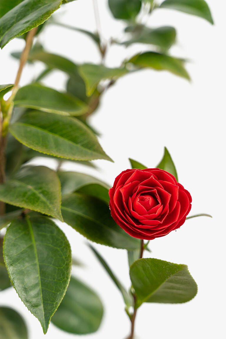 Black Tie Camellia For Sale Online | The Tree Center