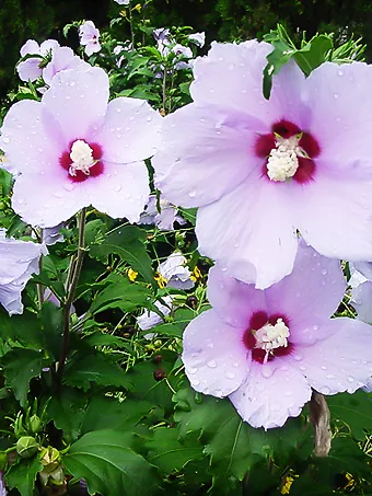 Blue Angel™ Hardy Hibiscus