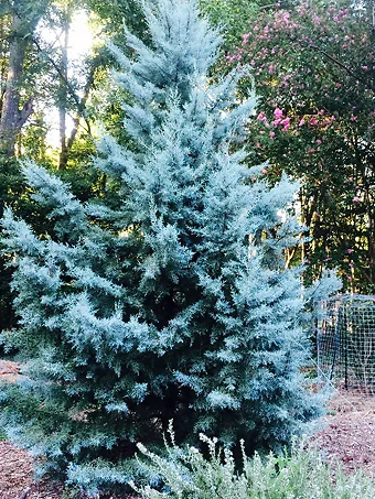 Blue Ice Arizona Cypress