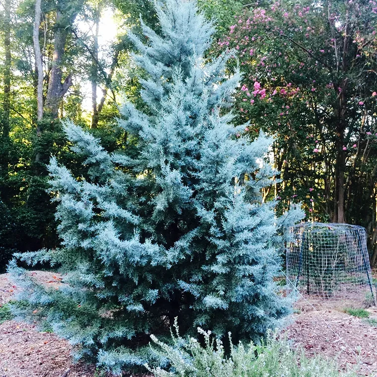How To Fertilize Blue Ice Cypress Flash Sales head.hesge.ch