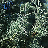 Blue Ice Arizona Cypress For Sale Online | The Tree Center