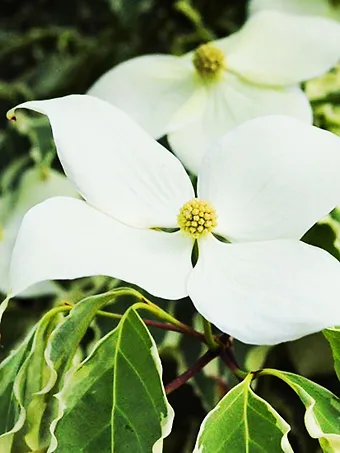 Blue Ray™ Kousa Dogwood