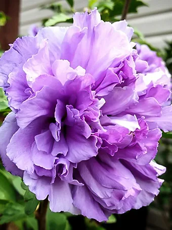 Blueberry Smoothie™ Hardy Hibiscus