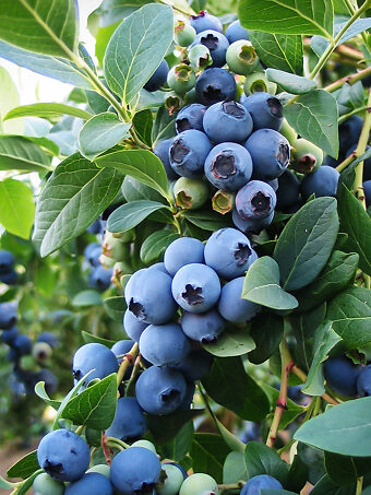 Bluejay Blueberry Bush