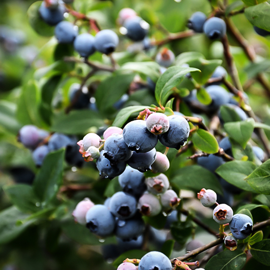 Bluejay Blueberry Bush For Sale Online The Tree Center