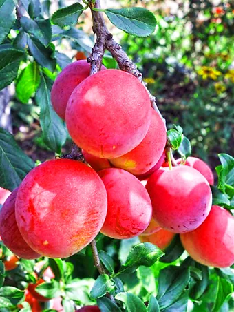 Bruce Plum Tree