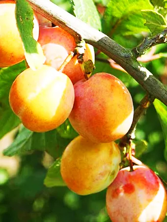 Burbank Plum Tree