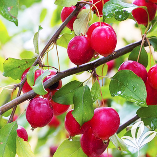 Callaway White Crabapple Tree For Sale Online The Tree Center