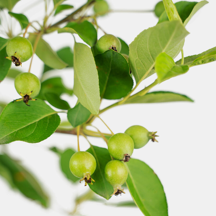 Callaway White Crabapple Tree For Sale Online The Tree Center