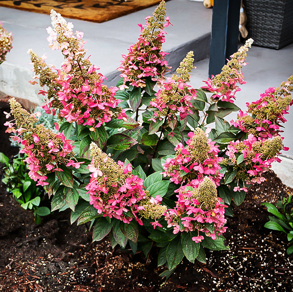 Candelabra Hydrangea For Sale Online The Tree Center