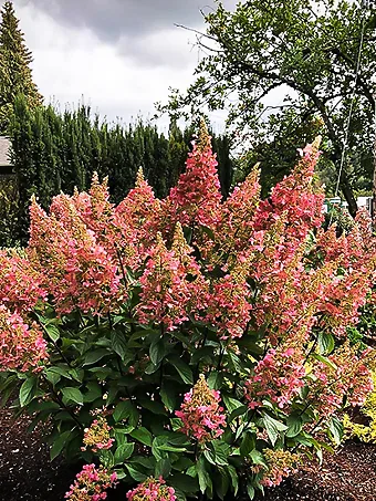 Candelabra Hydrangea