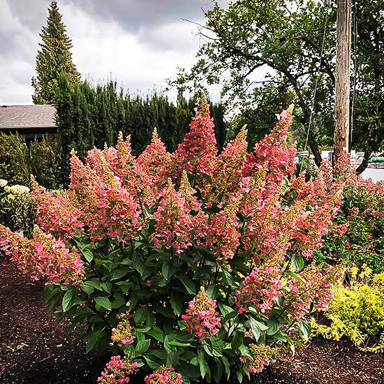 Candelabra Hydrangea For Sale Online The Tree Center