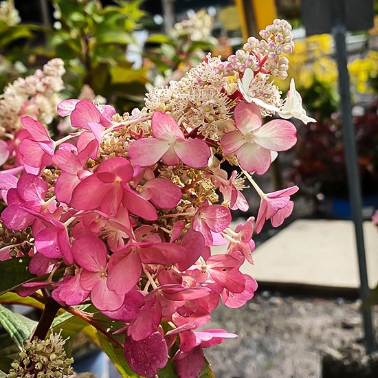 Candelabra Hydrangea For Sale Online The Tree Center