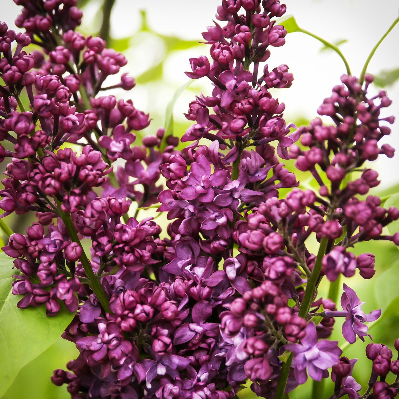 Charles Joly Lilac For Sale Online The Tree Center