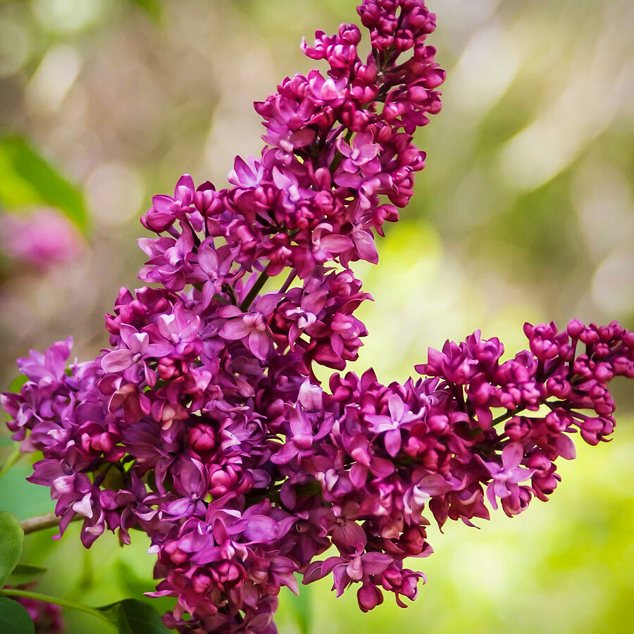 Charles Joly Lilac For Sale Online The Tree Center