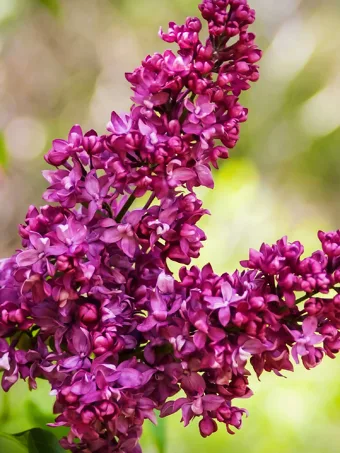 Charles Joly Lilac