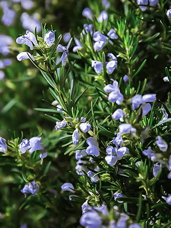 Chef's Choice® Rosemary