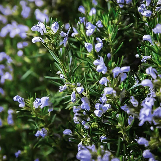 Chef's Choice® Rosemary For Sale Online