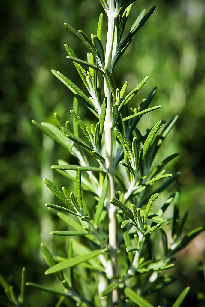 Chef�s Choice® Rosemary For Sale Online The Tree Center