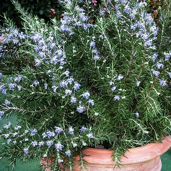 Chef's Choice® Rosemary For Sale Online