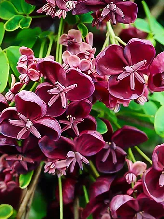 Chocolate Vine