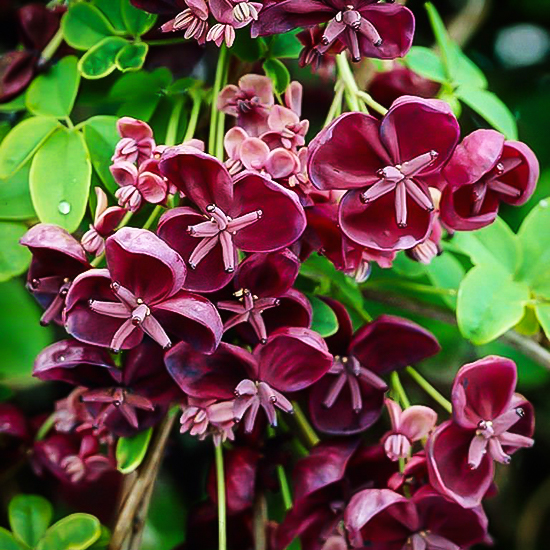 Chocolate Vine For Sale Online The Tree Center