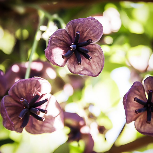 Chocolate Vine For Sale Online The Tree Center