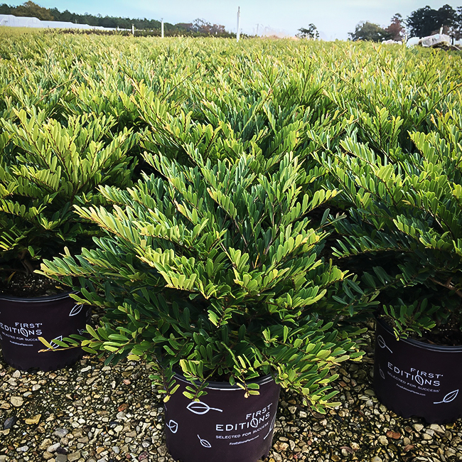 Cinnamon Girl™ Distylium For Sale Online The Tree Center