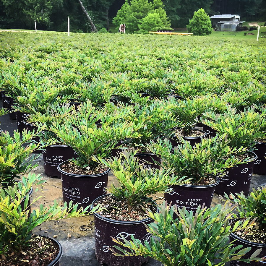 Cinnamon Girl™ Distylium For Sale Online The Tree Center