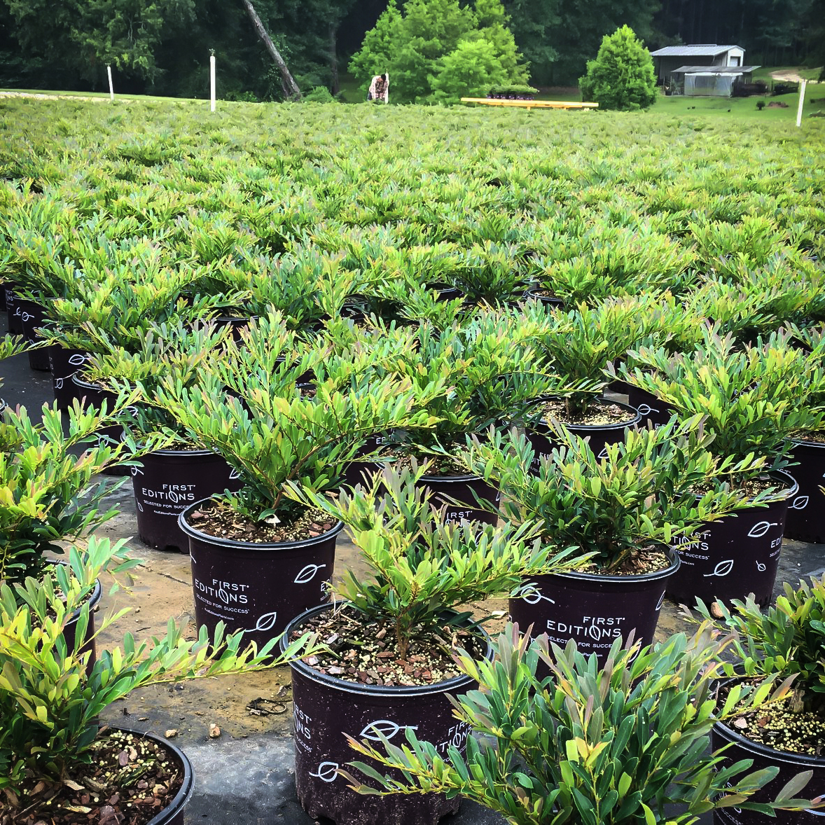 Cinnamon Girl™ Distylium For Sale Online The Tree Center